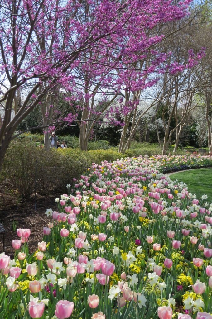 Johnson Color Garden - O que fazer em Dallas Texas? Conhecer o Jardim Botânico!
