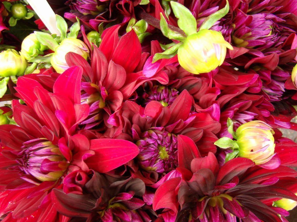 Mercado da Flores - Roteiro Amsterdam 3, 4, 5 ou 6 dias!