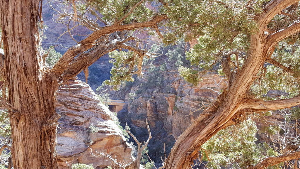 Canyon Overlook Trail - O que fazer no Zion National Park Utah EUA