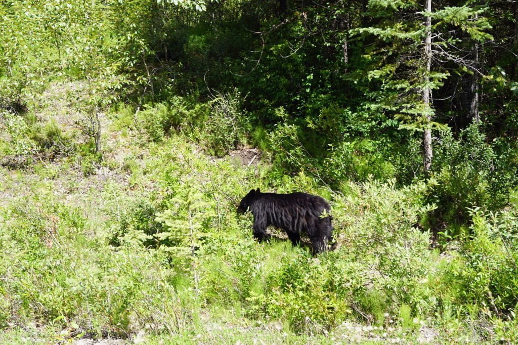Urso - O que fazer no Parque Nacional Jasper Canadá