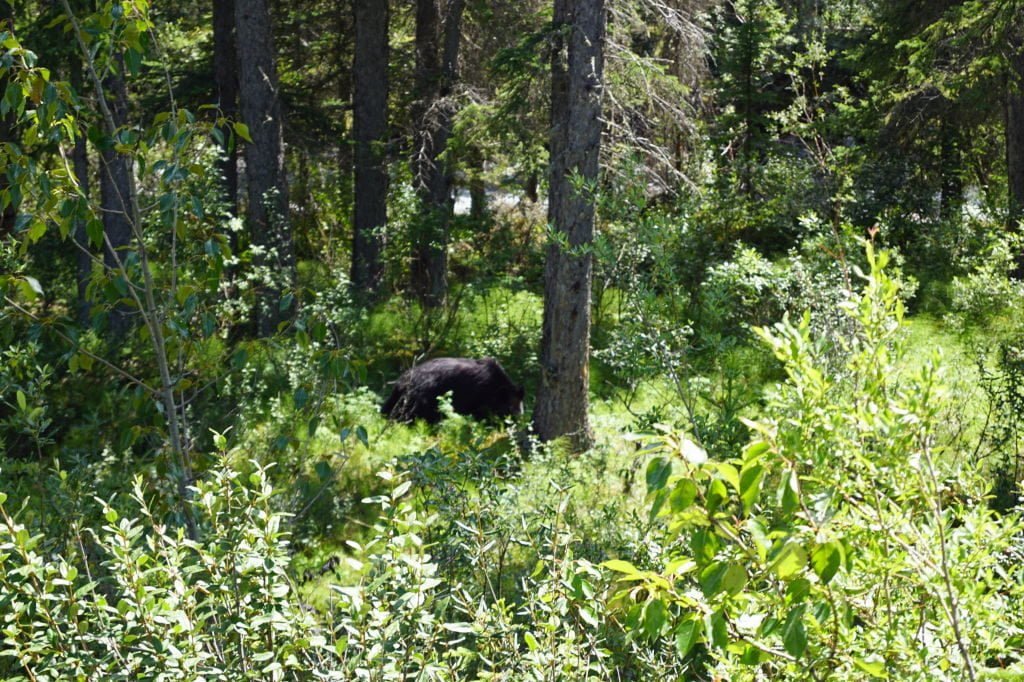 Ursos na Maligne Valley Road 
