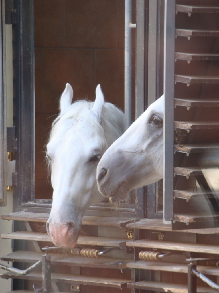 Lipizzaners at Spanish Riding School - Best attractions of Hofburg Palace in Vienna