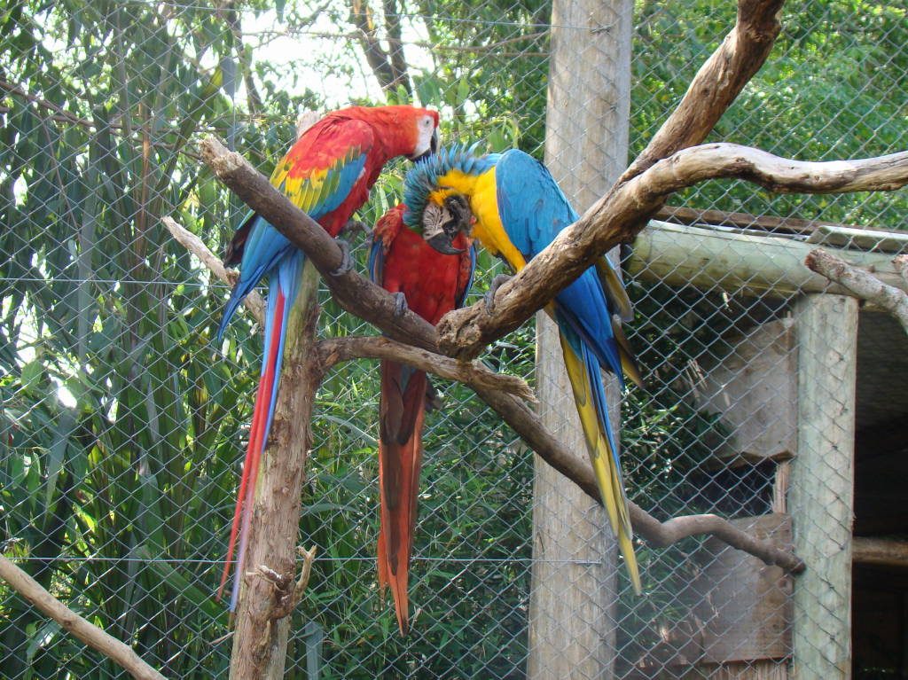 The Gramado Zoo
