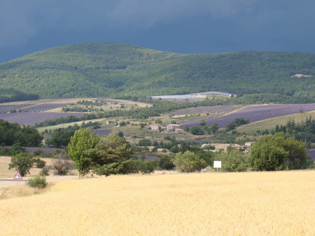 Luberon na Provença - Campos de trigo e lavanda França