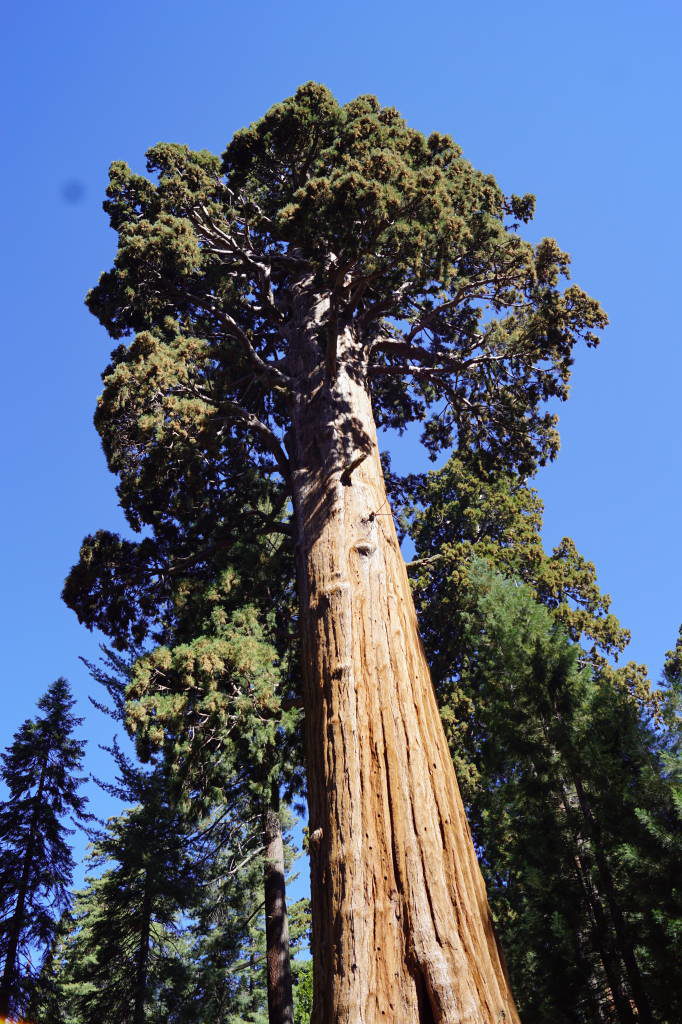 Sentinel - Parque das Sequoias EUA