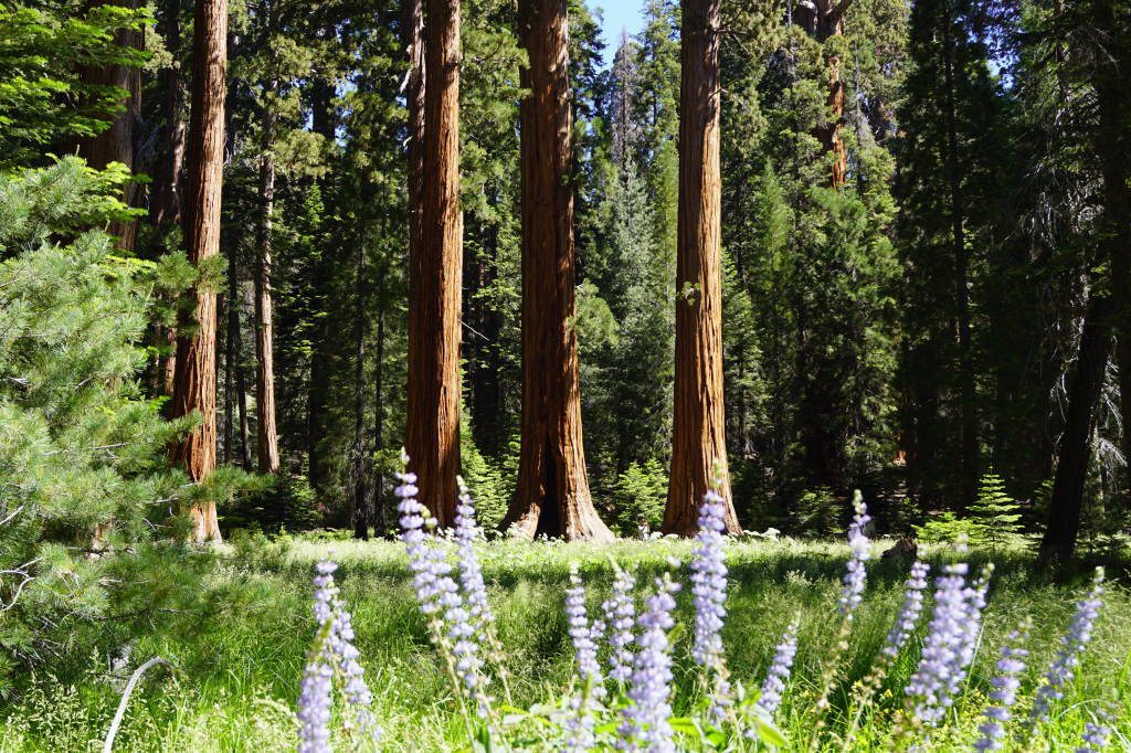 Big Trees Trail - Things to do in Sequoia National Park