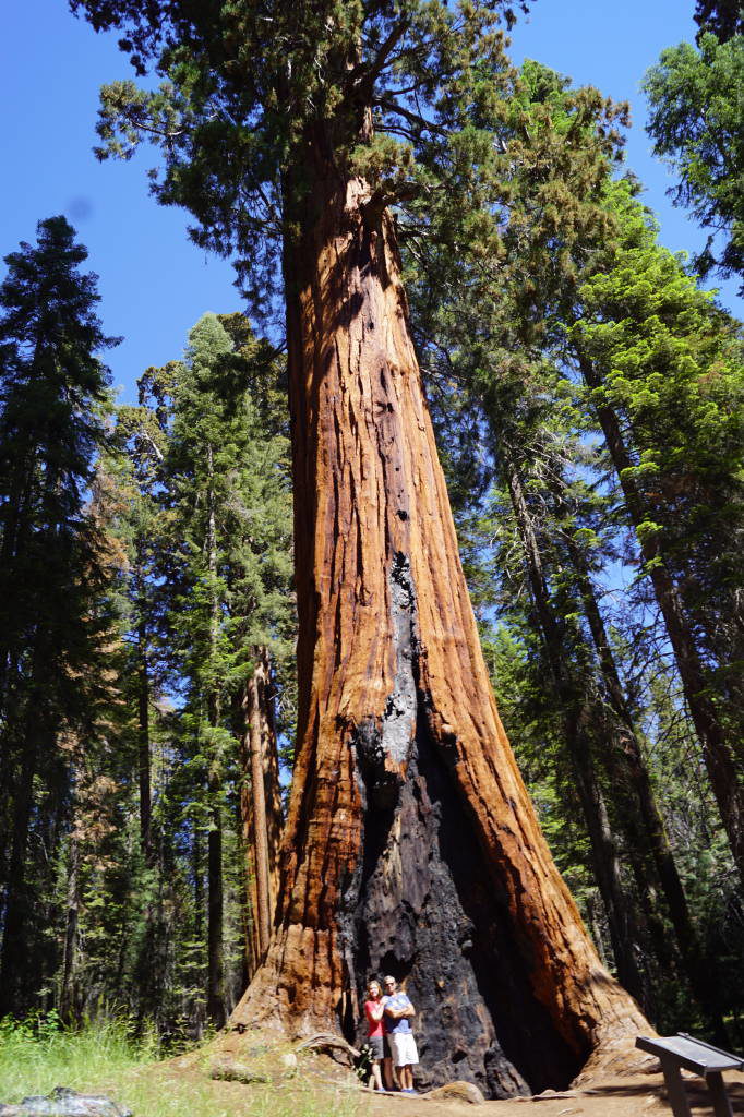 Big Trees Trail - Parque das Sequoias EUA
