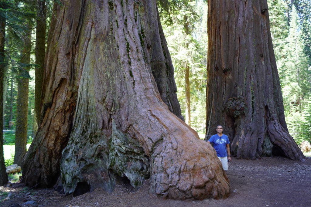 Congress Trail - Parque das Sequoias EUA