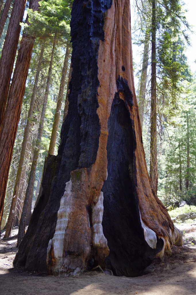 Congress Trail - Things to do in Sequoia National Park