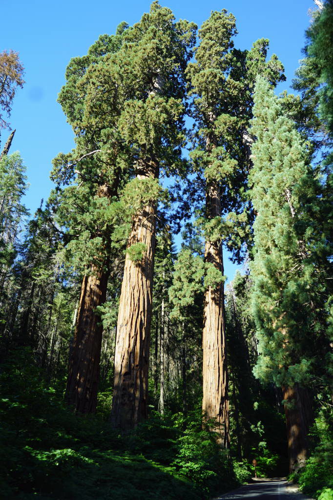 The 3 Guardians seen from the car - Things to do in Sequoia National Park