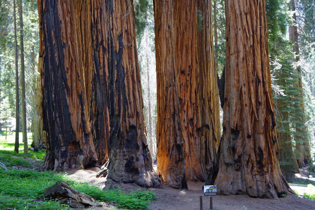 Congress Trail - Parque das Sequoias EUA