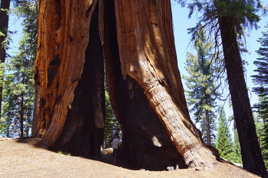 Congress Trail - Things to do in Sequoia National Park