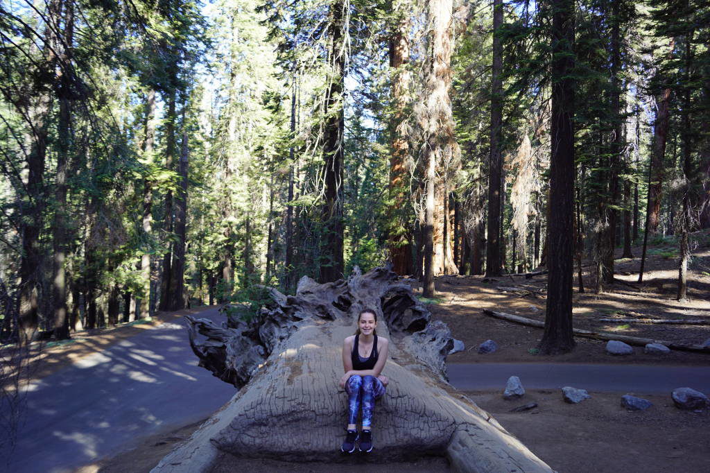 Road to Tunnel Log - Things to do in Sequoia National Park