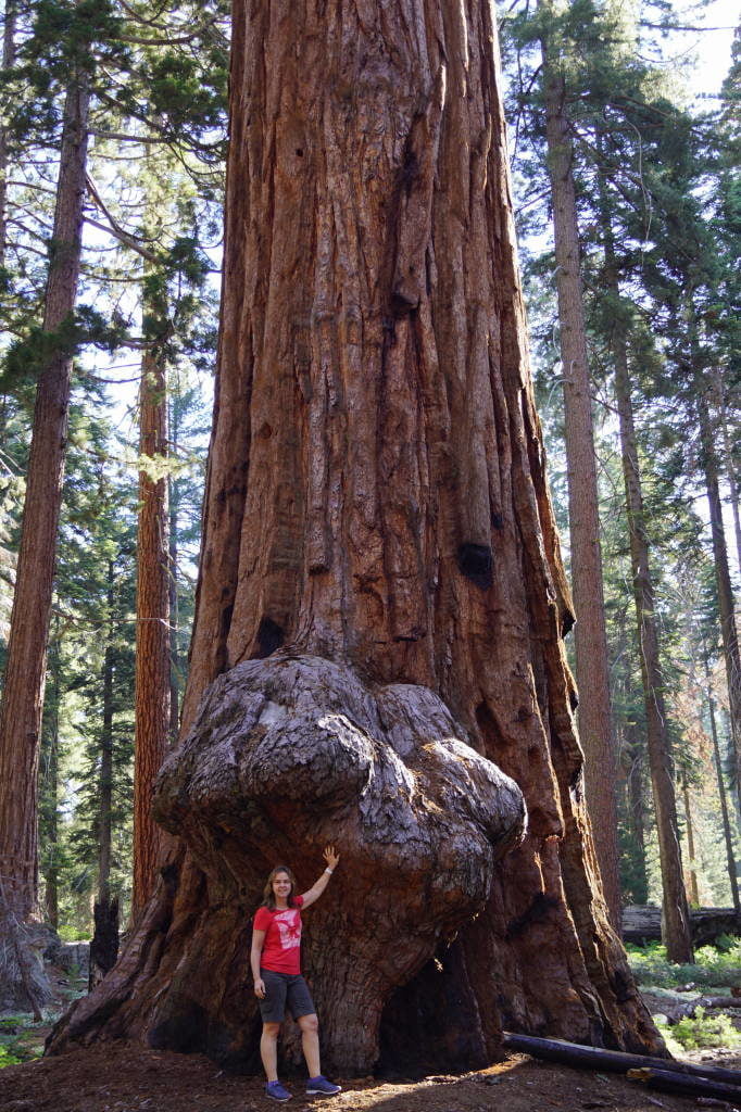 Road to Tunnel Log - Things to do in Sequoia National Park