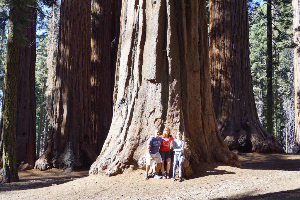 Estrada para o Tunnel Log - Parque Nacional da Sequoia Califórnia