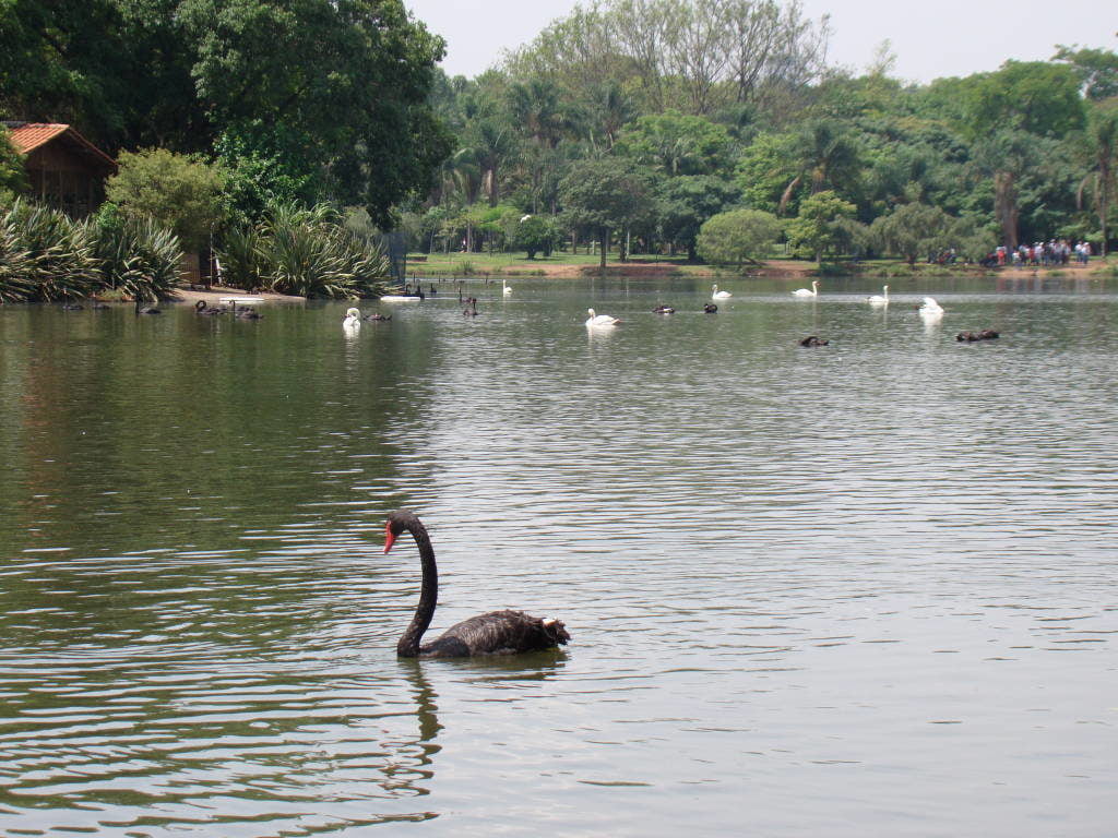 Lago do Parque Ibirapuera - Pontos Turísticos de São Paulo SP