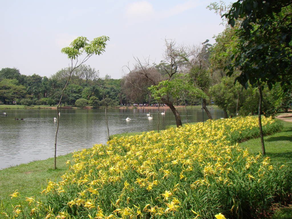 Lago do Parque Ibirapuera 