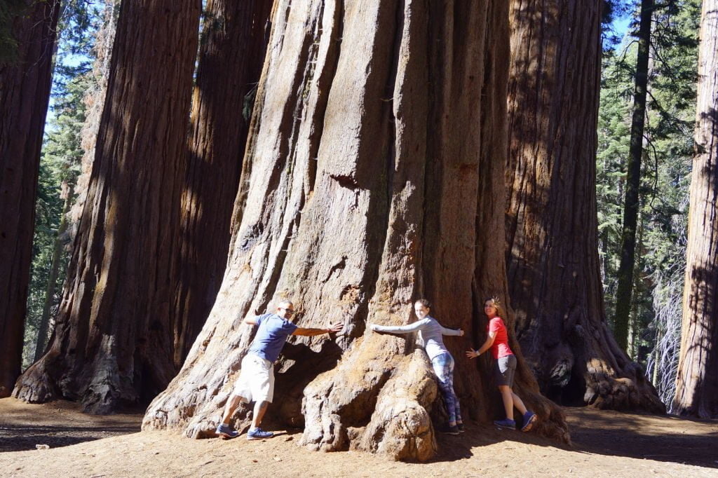 Parque Nacional da Sequoia California