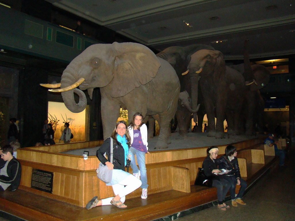 Museu de História Natural - Principais Pontos Turísticos de Nova York