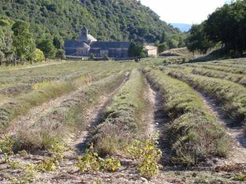 Abadia de Sénanque - 1 dia na Provence: Roussillon e Gordes França 