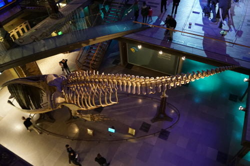 Esqueleto de Baleia - Grande Galeria da Evolução do Museu de História Natural - Museus em Paris
