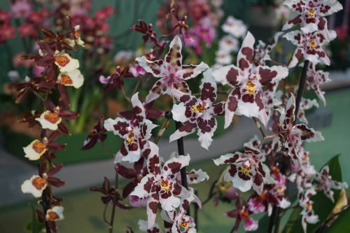 Show floral de orquídeas no Keukenhof